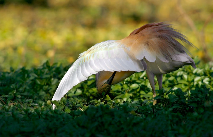 Renzo-Sgarza ciuffetto