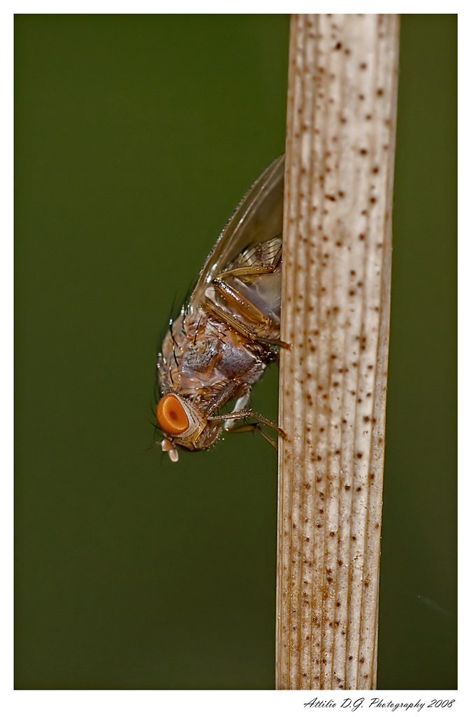 piu piccola di un centimetro!