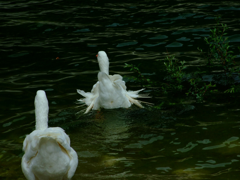 Fuga dal sottostritto...