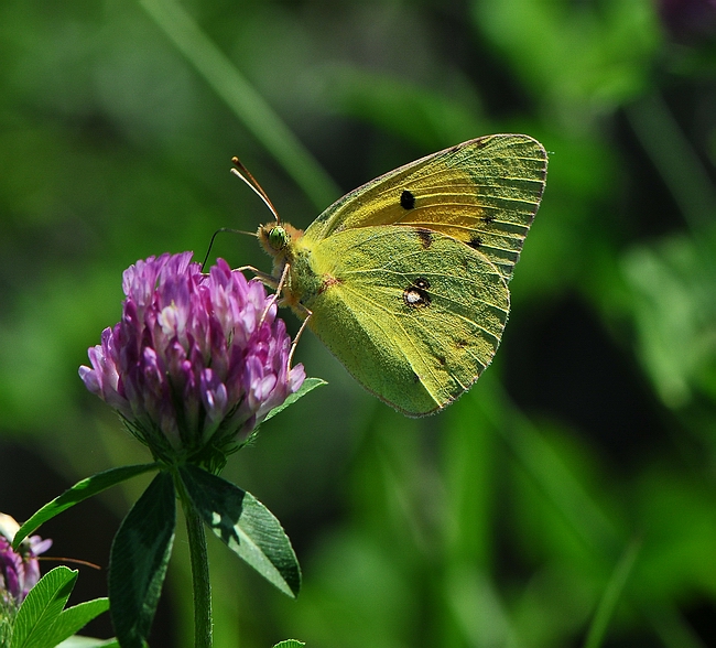 Colias