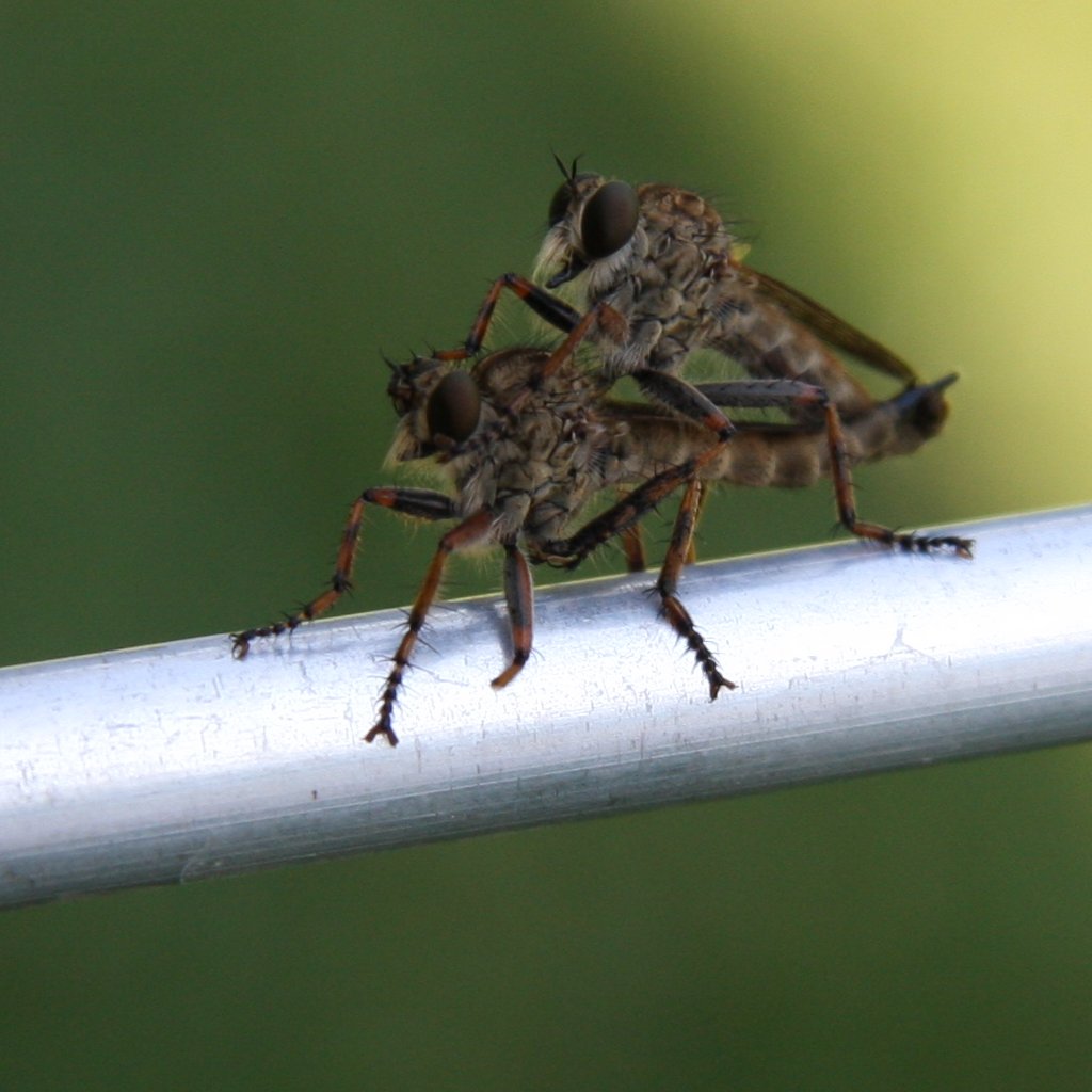 ma cosa combinano questi insetti!?