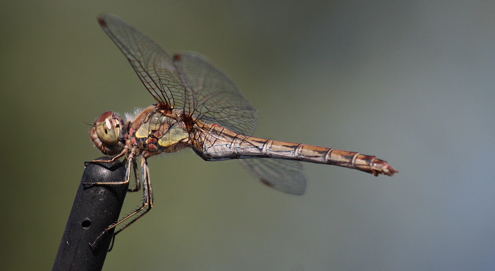 libellula 2