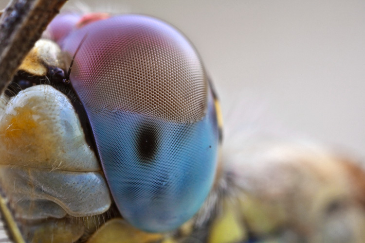 Occhio di libellula