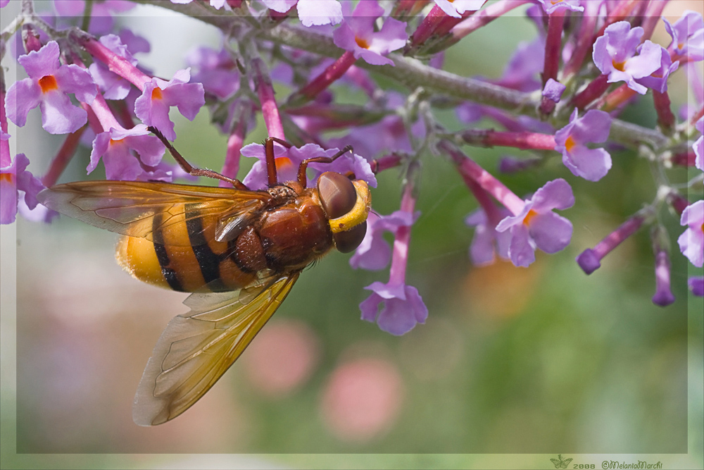 Volucella zonaria