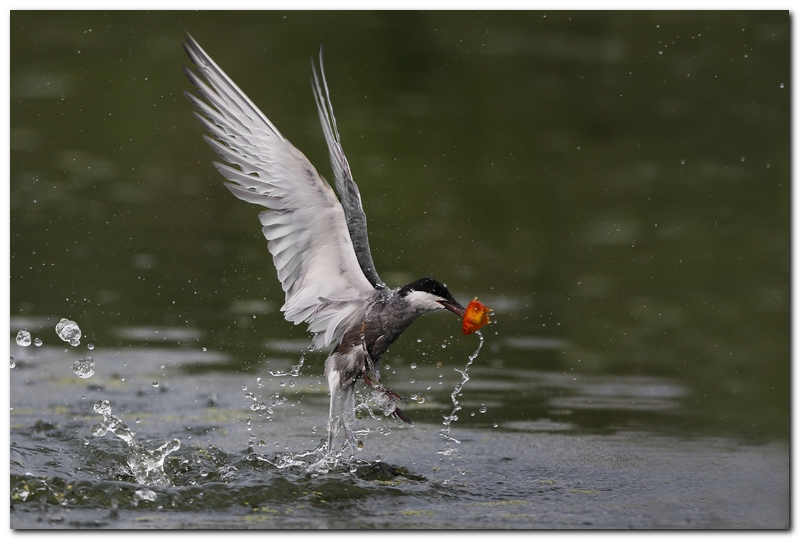 Mignattino piomabato
