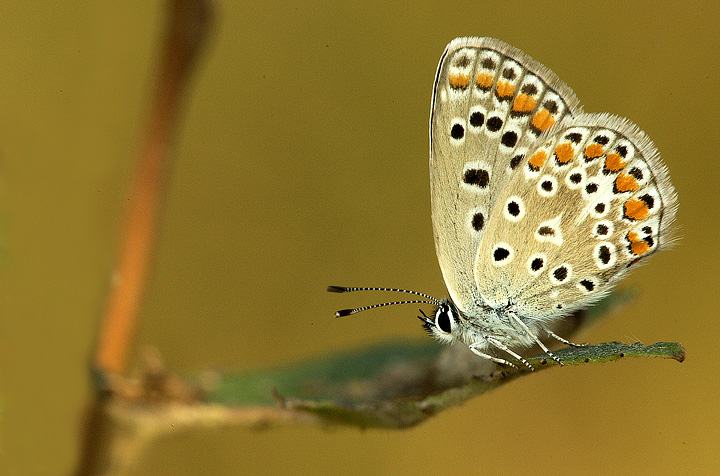 Polyommatus icarus