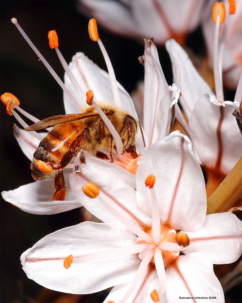 Tutte...impollinate!!!