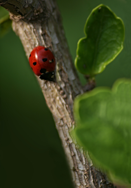 coccinella