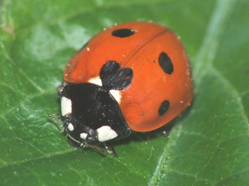coccinella