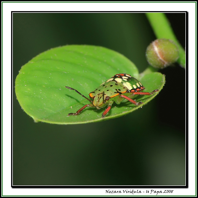 Nezara Viridula