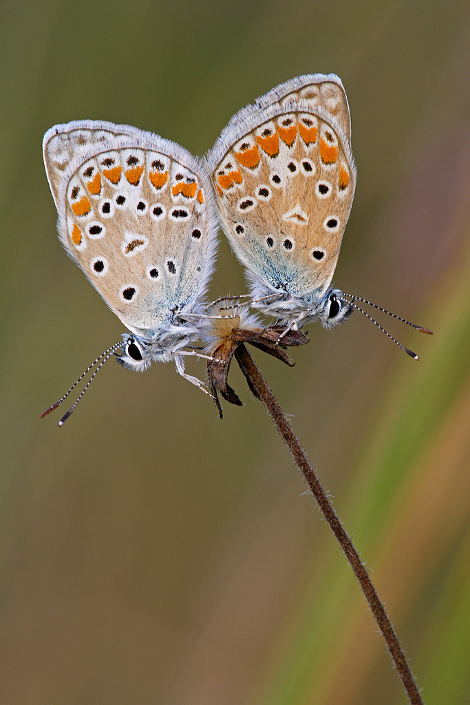 Coppia di licenidi sull arcobaleno