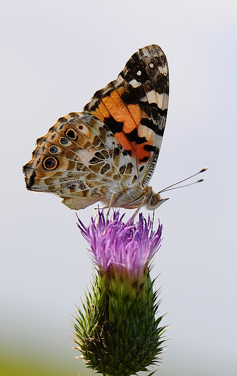 vanessa cardui