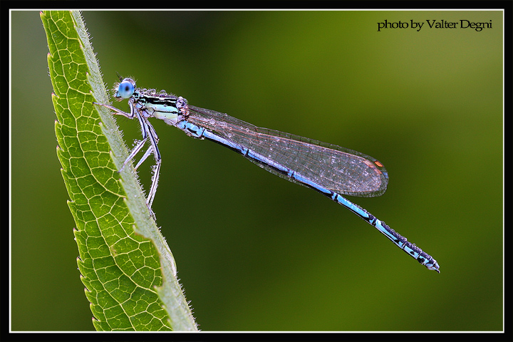 Ballerina con rugiada in controluce