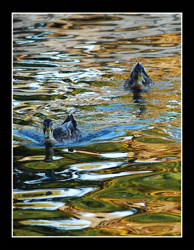 nuotando tra i riflessi