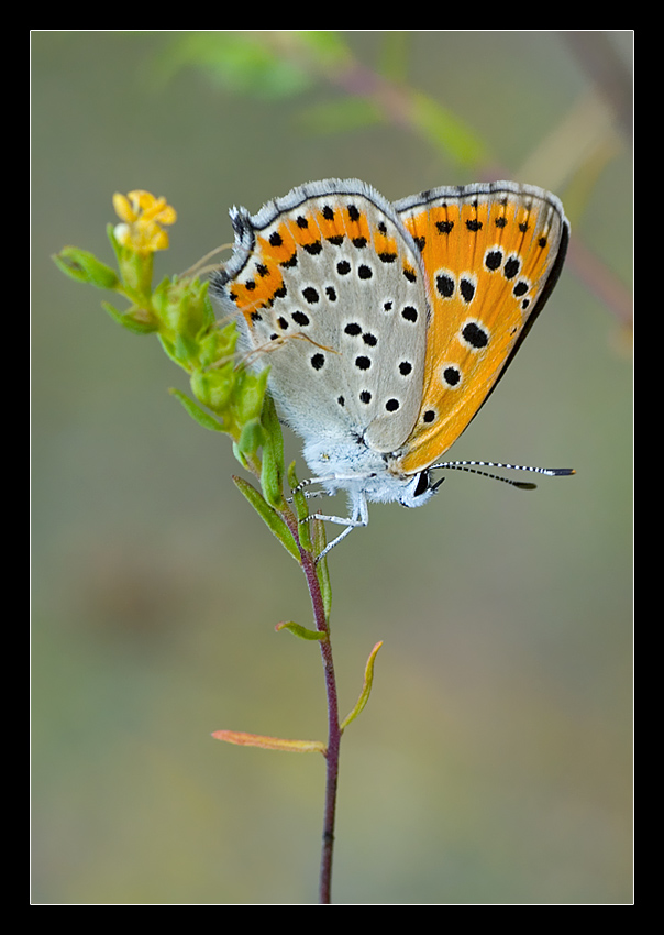 Una coloratissima licenide