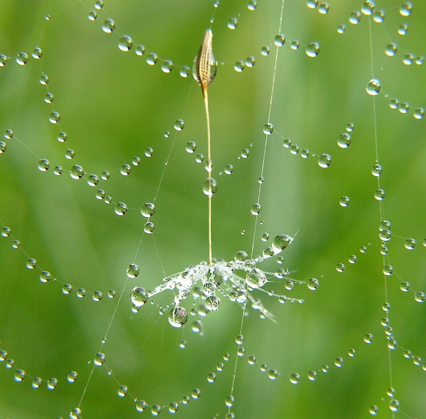 Trappola di cristallo