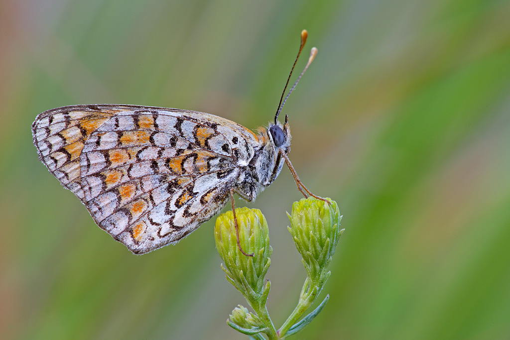 Melitaea