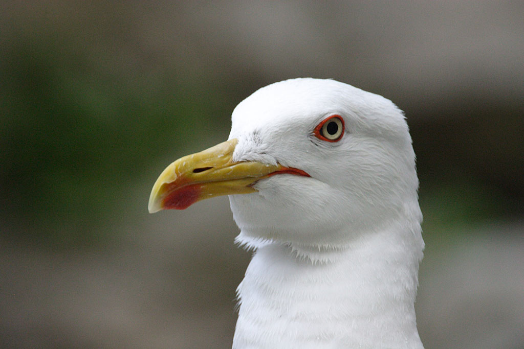primo piano del pennuto1