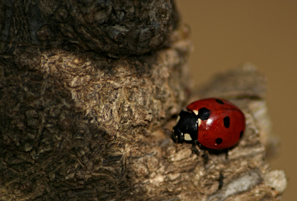 coccinella2