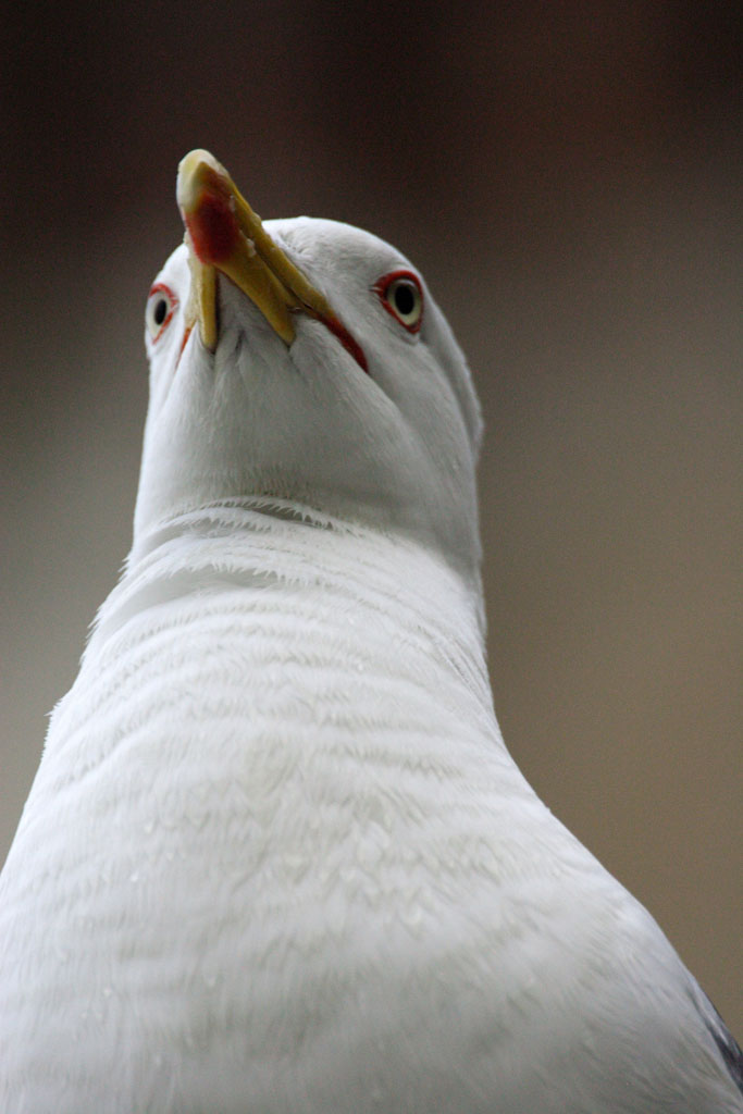 primo piano dell'ammiraglio