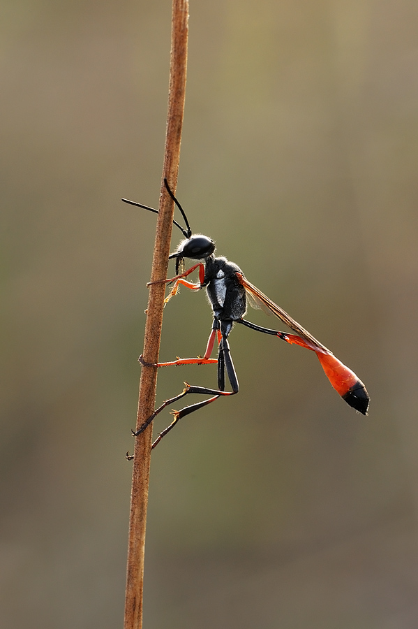 Ammophila sabulosa
