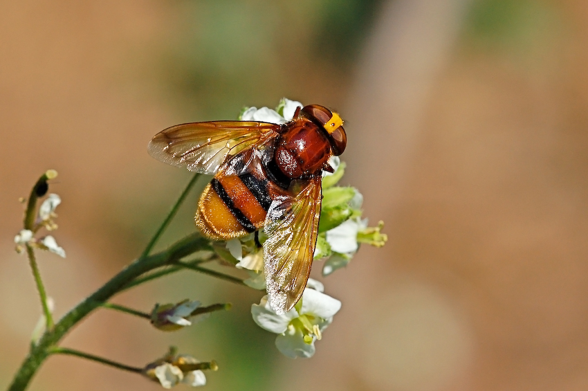 Volucella zonaria