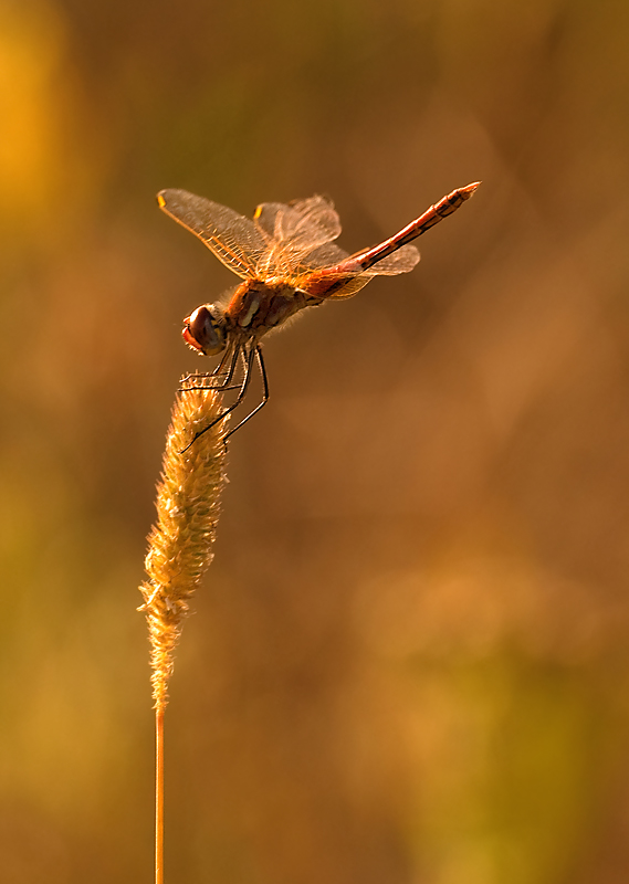 Controluce - Oro rosso
