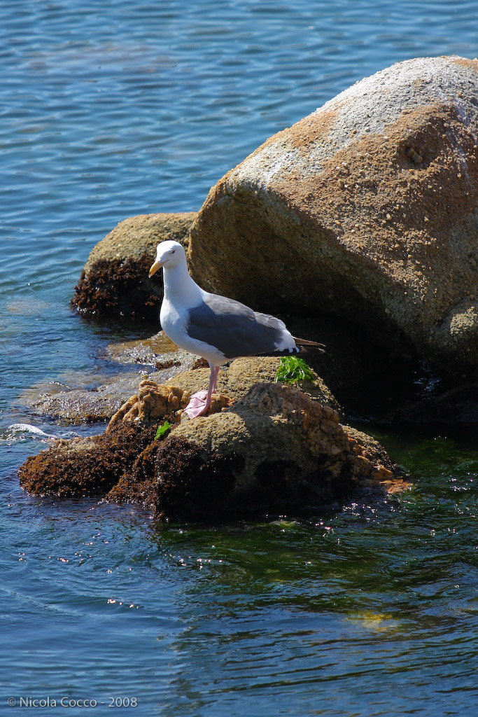 Seagull in Monterey