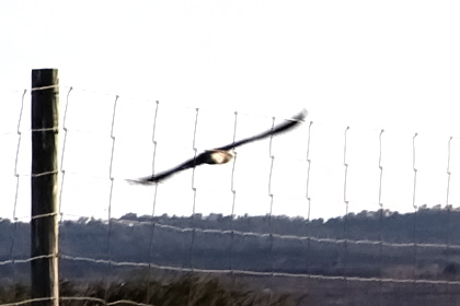 Aiuto riconoscimento