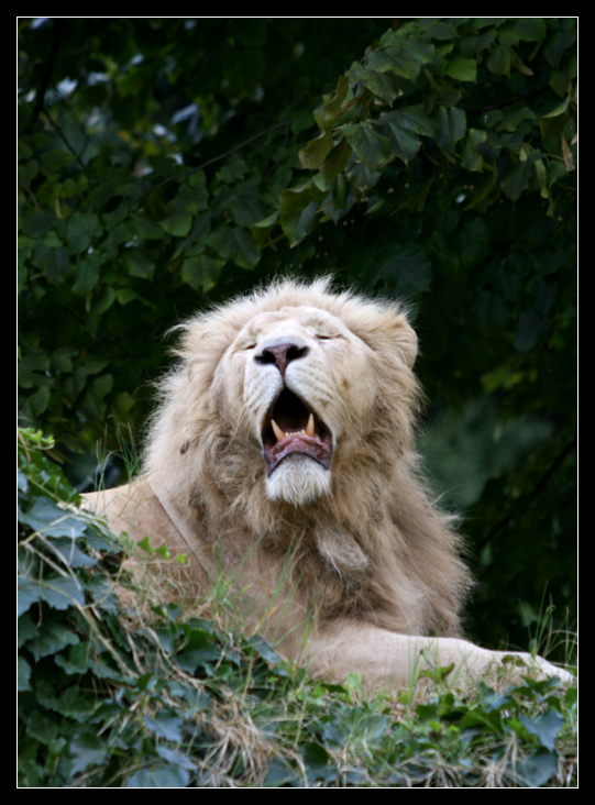 Simba il re della foresta...