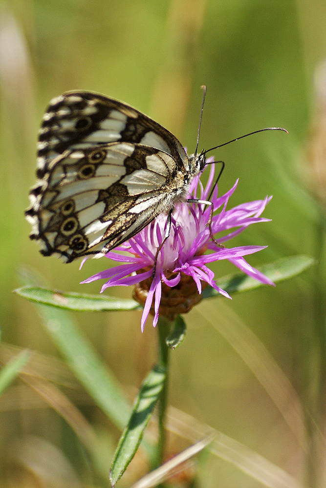 la mia prima farfalla