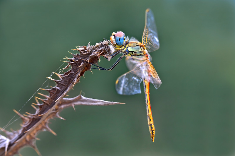 Libellula gialla