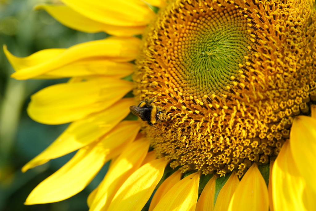stavo fotografando un girasole ma......