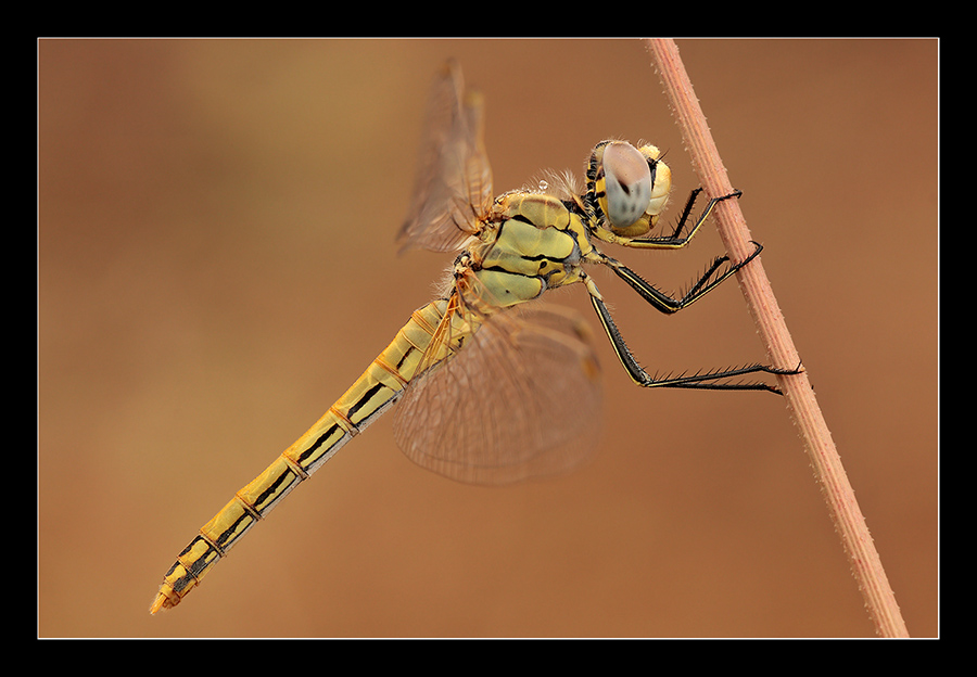 Sympetrum fonscolombii immaturo