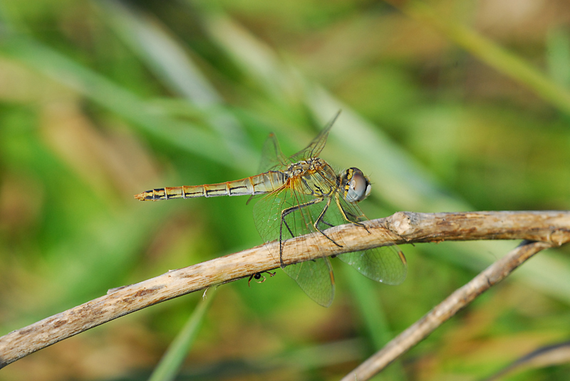 Riposando lungo il ramo