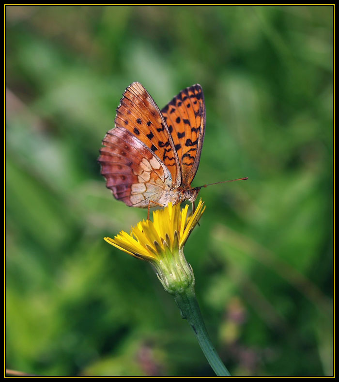 classica sul fiore classico