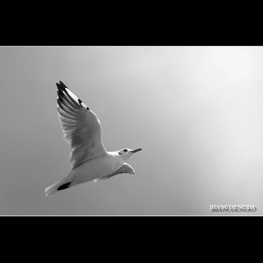 ::: VERSO LA LUCE :::