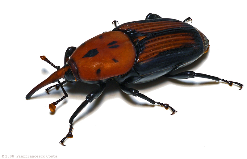 Punteruolo rosso delle palme