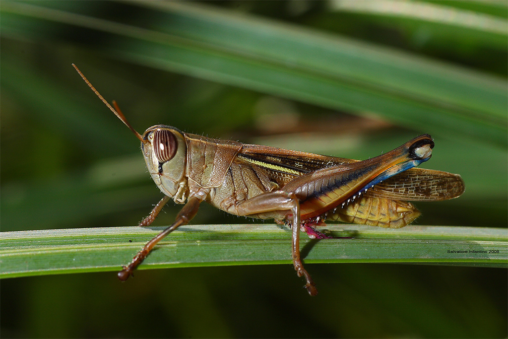Cavalletta...a modo mio !