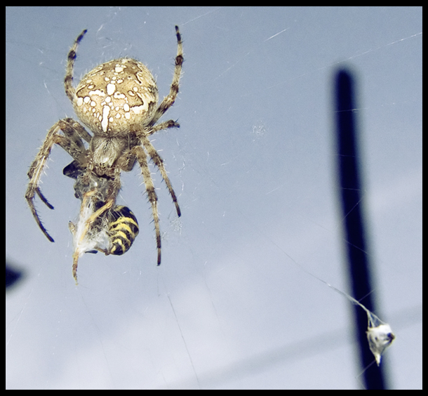 adesso che ti ho preso...