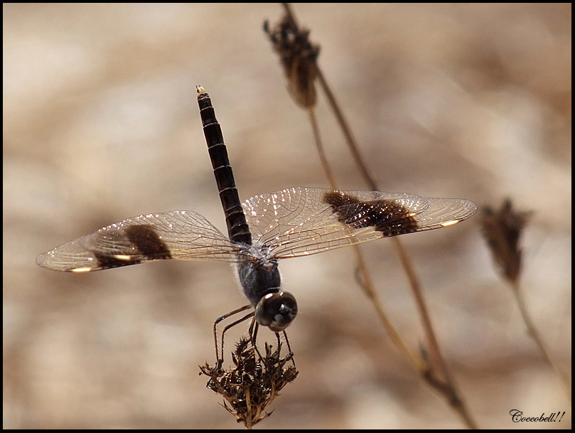 una piccola libellula