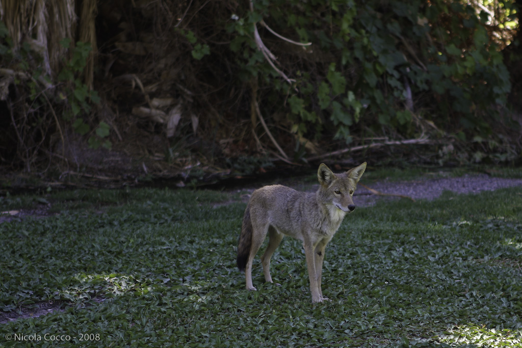 American Coyote