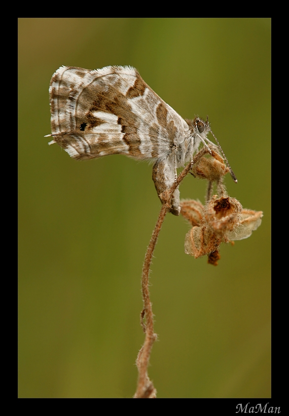 Quanto pesano ste ali !!!