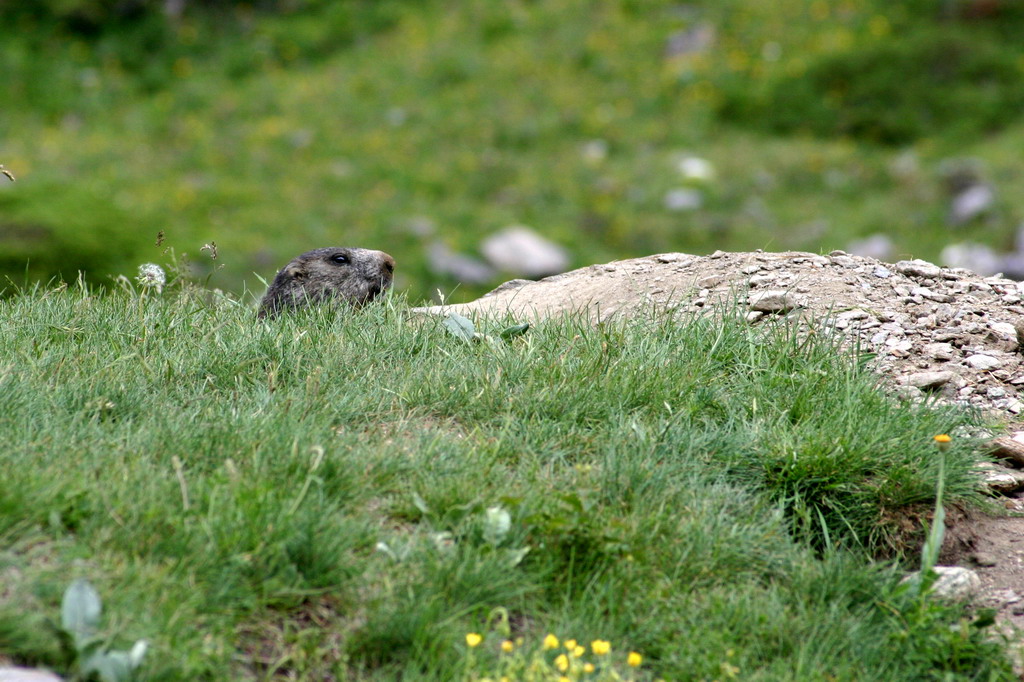 Marmotta