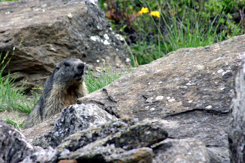 Marmotta