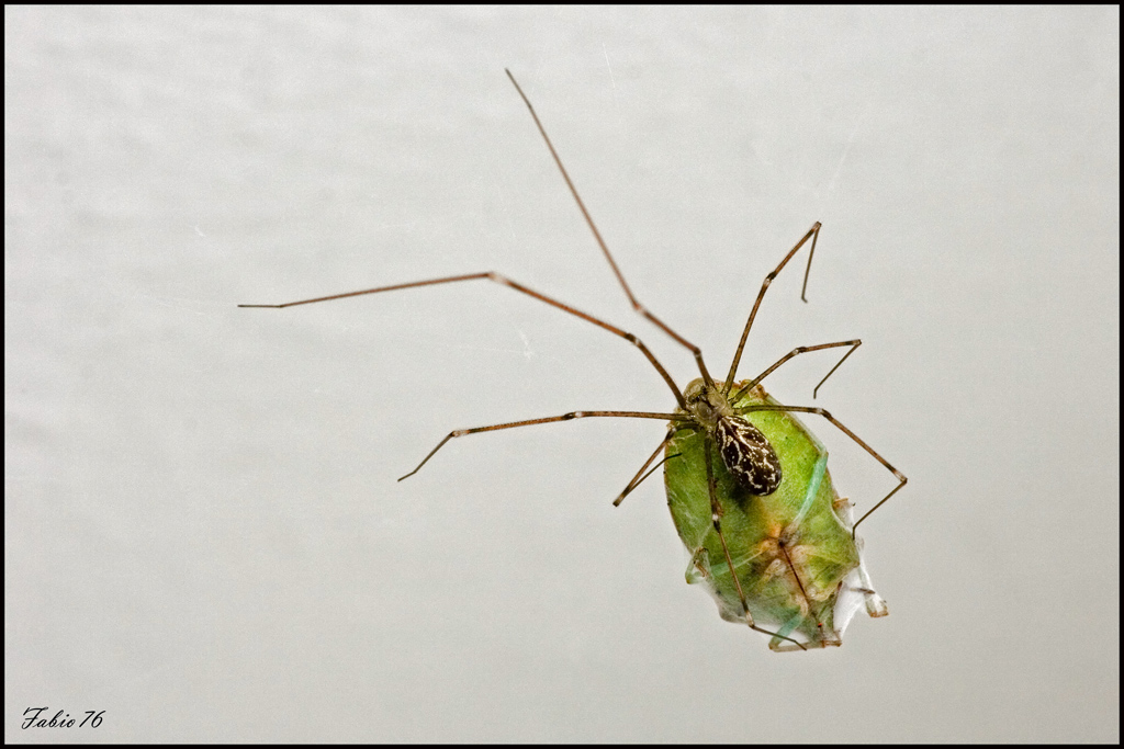 Rischio indigestione