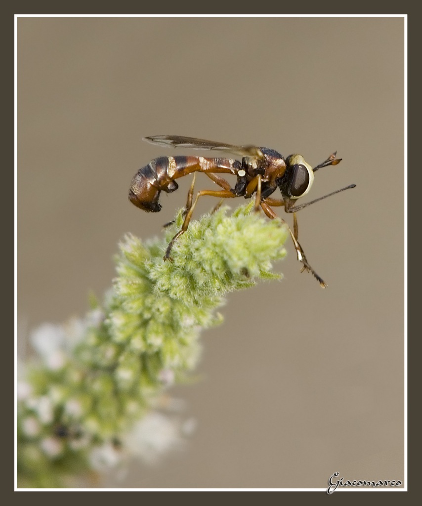 Strano insetto con proboscide emozionata
