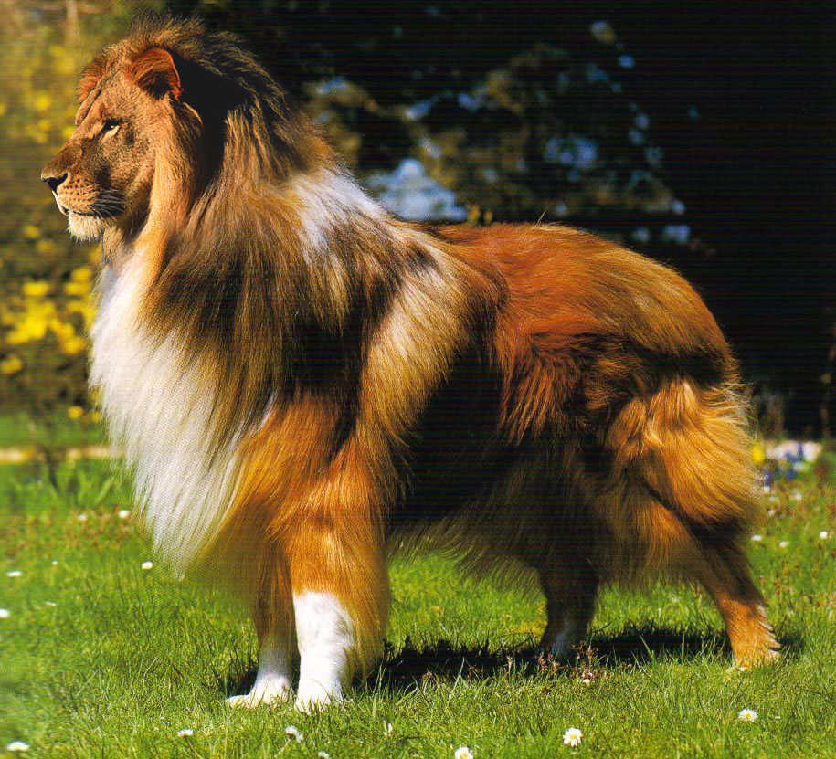 ColliLeo...il mio cane...