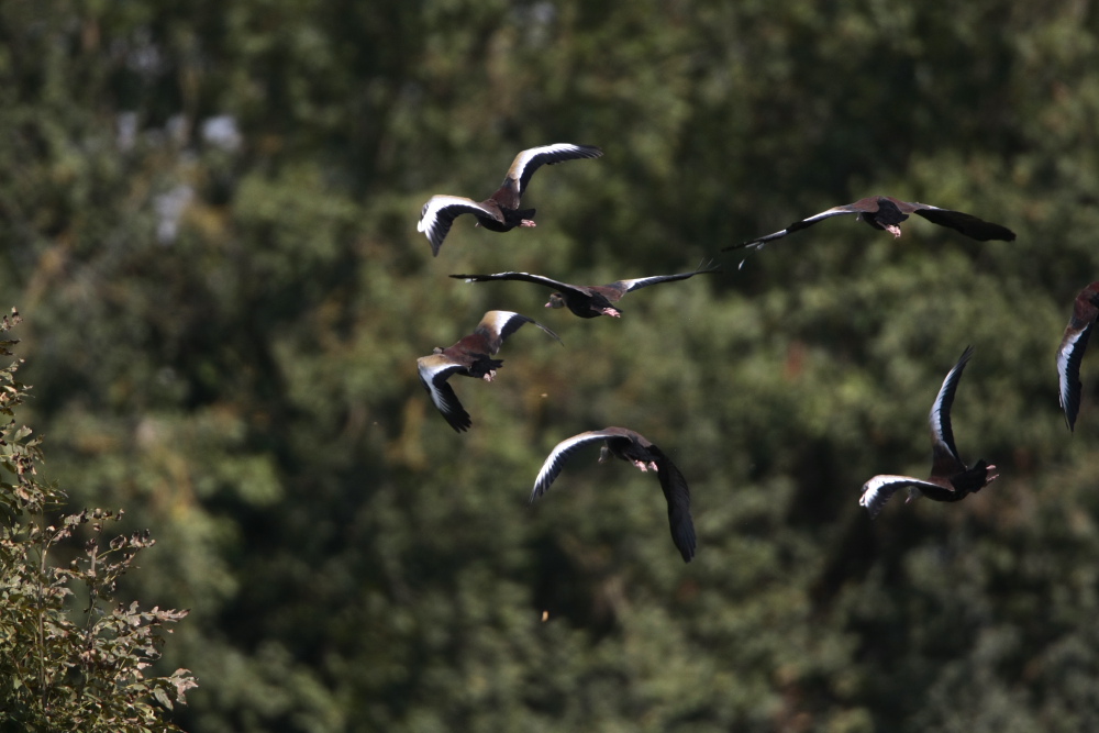 Volo ..................