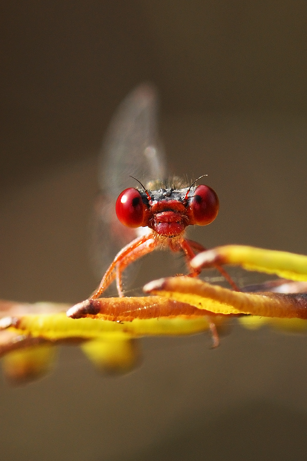 che hai da guardare ?